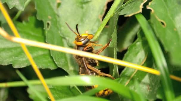 Közeli kép: a hornet — Stock videók