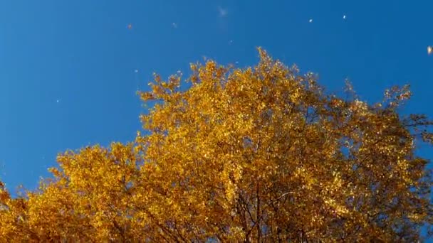 Podzimní stromy se žlutavými listy proti obloze — Stock video