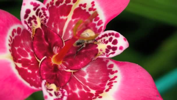 Abejorro en rosa Tigridia pavonia flor — Vídeos de Stock