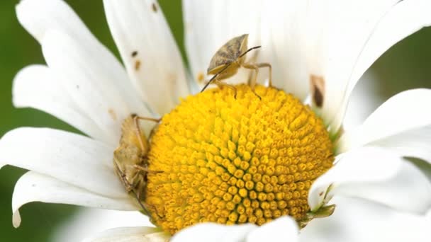 Two Brown Marmorated Stink Bug — Stock Video