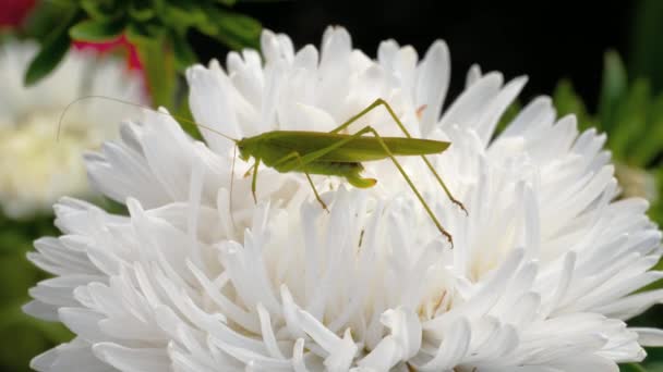 Gafanhoto verde fêmea em flor — Vídeo de Stock