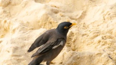 Ortak Myna - Acridotheres tristis-