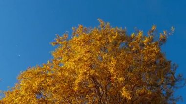 gökyüzü yaprak sararma ile sonbahar ağaçlar