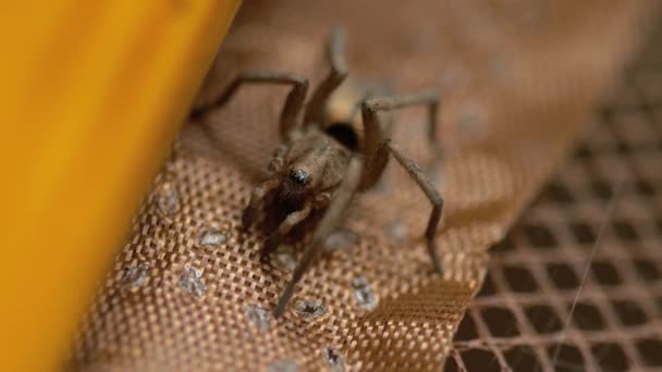 Kleine braune Spinne, Nahaufnahme — Stockvideo