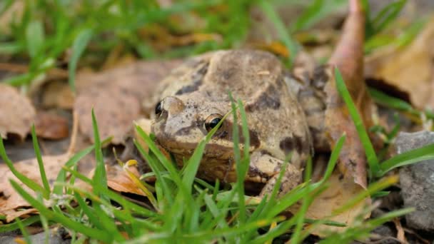 Brown frog in grass — Stock Video