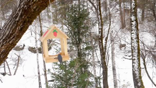 Alimentatore di uccelli nel parco — Video Stock