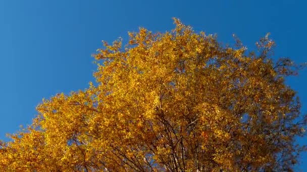 Arbres d'automne aux feuilles jaunies contre le ciel — Video