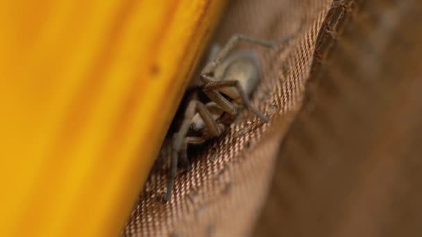 Kleine braune Spinne, Nahaufnahme — Stockvideo