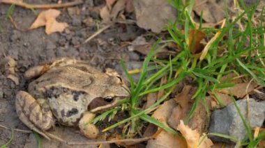 Kahverengi Kurbağa çimen