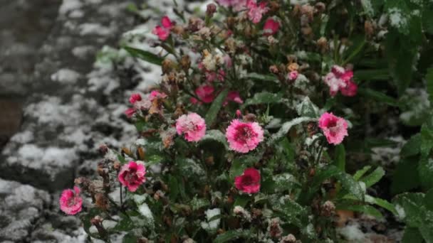 Цветочные гвоздики над снегом — стоковое видео