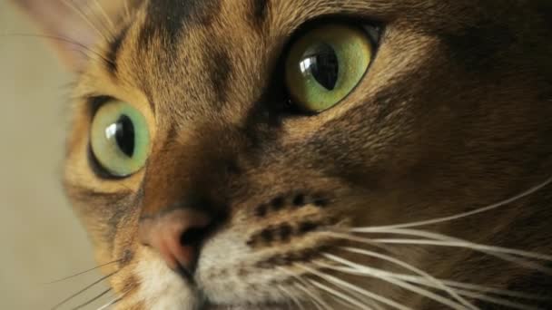 Abyssinian cat portrait — Stock Video