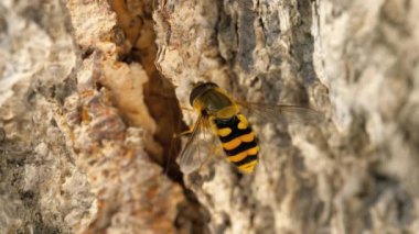 Sarı-siyah hoverfly yakın çekim