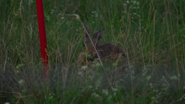 Dusseldorf Havaalanı pist hare