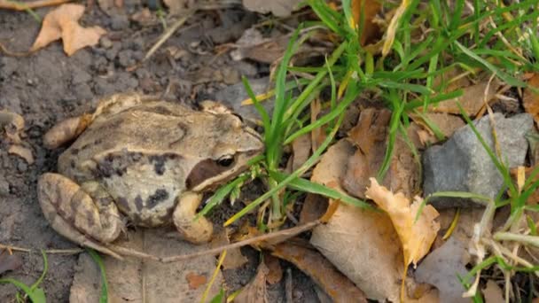 Grenouille brune dans l'herbe — Video