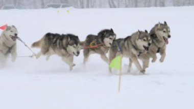 Husky kızak köpekleri köpek-sürücü ile takım
