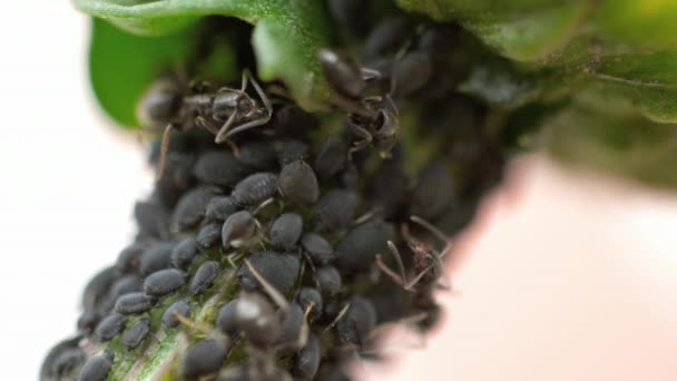 Nahaufnahme von Ameisen und Blattläusen — Stockvideo