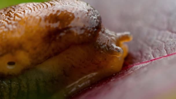 Zbliżenie, ślimak brązowy — Wideo stockowe