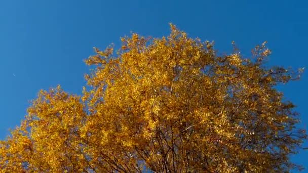 Höstträd med gulnande blad mot himlen — Stockvideo