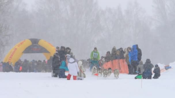 Team van husky sledehonden met hond-stuurprogramma — Stockvideo