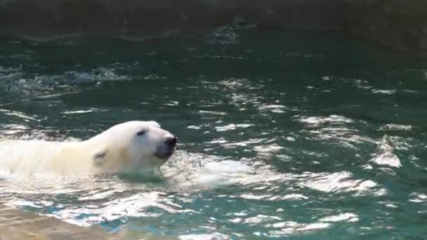 Eisbär spielt im Wasser — Stockvideo