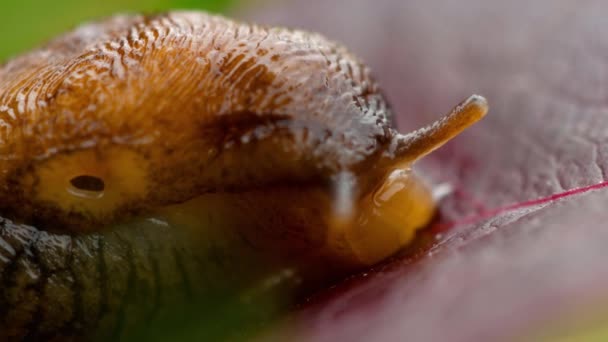 Closeup of brown slug — Stock Video