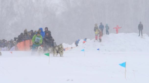 Team van husky sledehonden met hond-stuurprogramma — Stockvideo