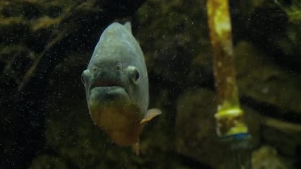 Piranha closeup in the aquarium — Stock Video