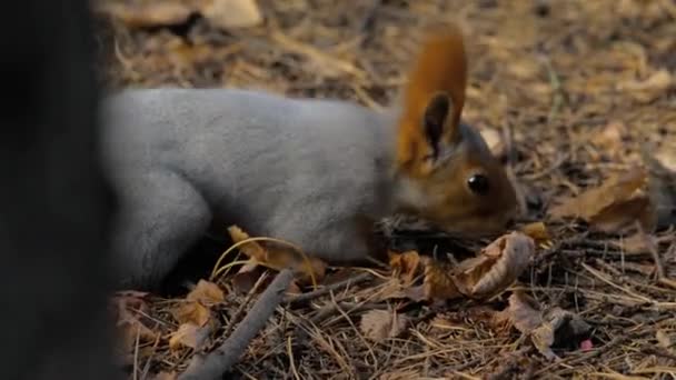 地面にヒマワリの種を食べるリス — ストック動画