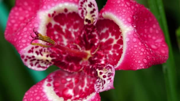 Rosa Tigridia pavonia flor después de la lluvia — Vídeos de Stock