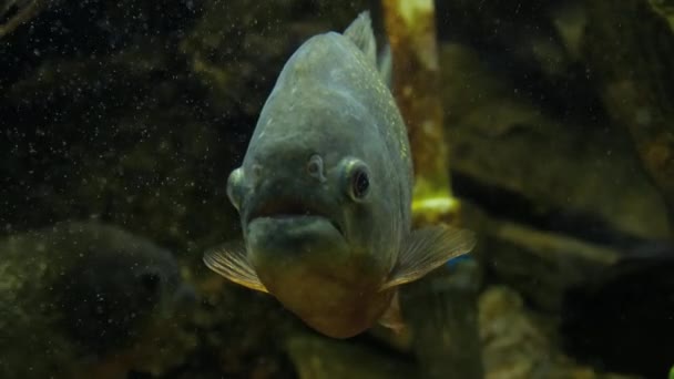 在水族馆的食人鱼特写镜头 — 图库视频影像