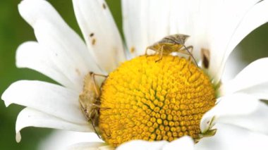 İki kahverengi Marmorated koku hata