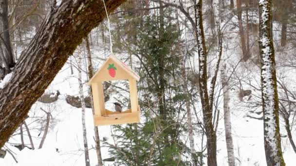 Alimentador de aves en el parque — Vídeos de Stock