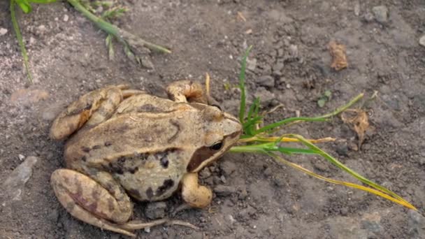 Brown frog in grass — Stock Video