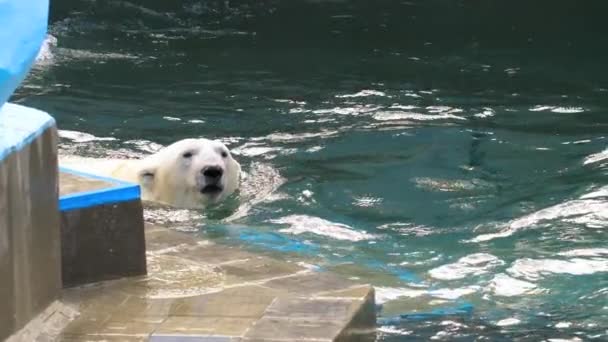 Πολική αρκούδα παιχνίδι στο νερό — Αρχείο Βίντεο