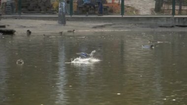 Uçan erkek yeşilbaş ördek