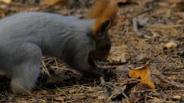 Squirrel eating sunflower seeds — Stock Video