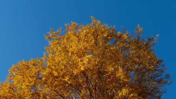 Árboles otoñales con hojas amarillentas contra el cielo — Vídeos de Stock