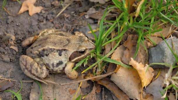 Hnědá žába v trávě — Stock video