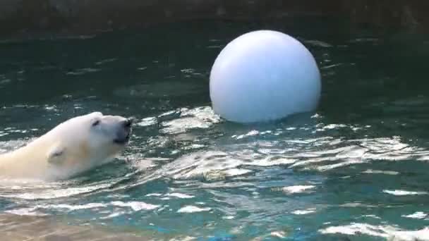 Eisbär spielt im Wasser — Stockvideo