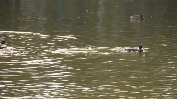 池塘上的雄性野鸭 — 图库视频影像