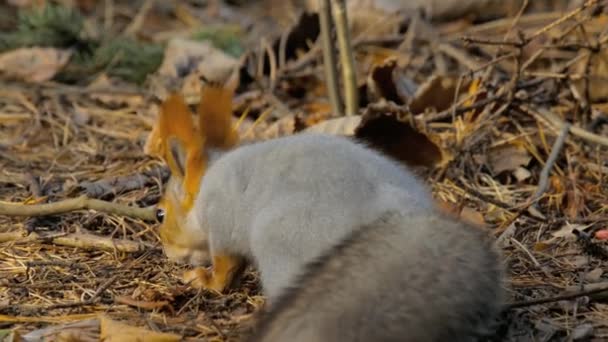 Eichhörnchen im Herbstwald — Stockvideo