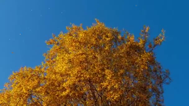 Podzimní stromy se žlutavými listy proti obloze — Stock video