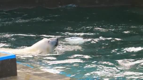 Eisbär spielt im Wasser — Stockvideo