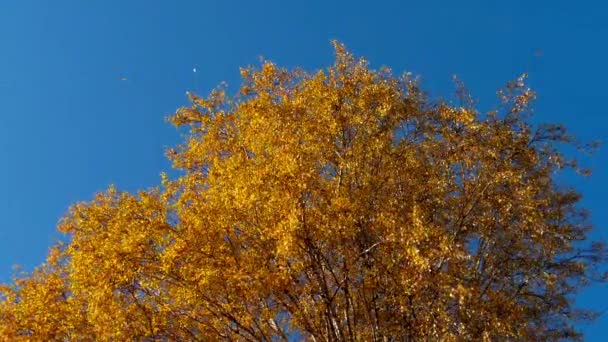 Őszi fák, sárguló levelek ellen az égen — Stock videók