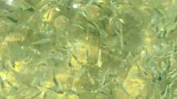 Petit Troupeau Poissons Surface Eau Près Rawai Peer Phuket — Video