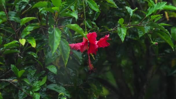 Red hibiscus flower under rain — Stock Video