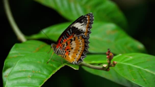 Nagy trópusi pillangó ül a zöld leveles — Stock videók
