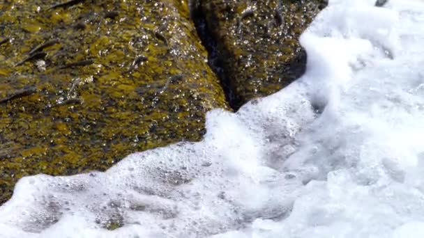 Rockskipper fish on the rock at the beach — Stock Video