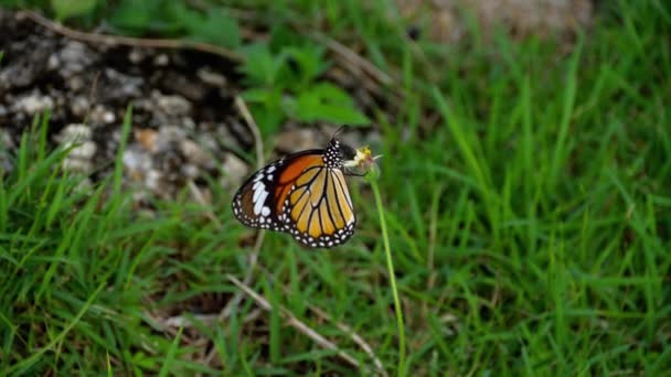 Motyl monarcha na kwiatach — Wideo stockowe