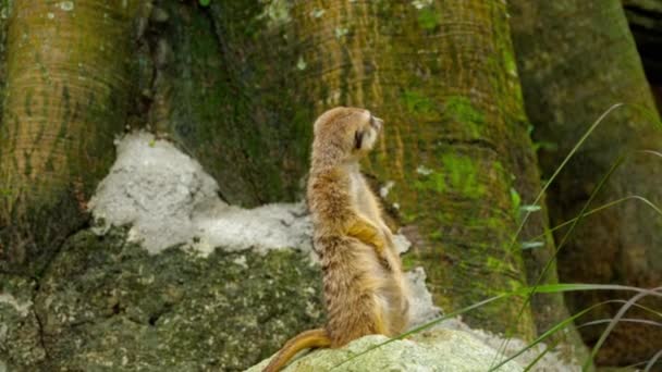 Meerkat regarde dehors — Video